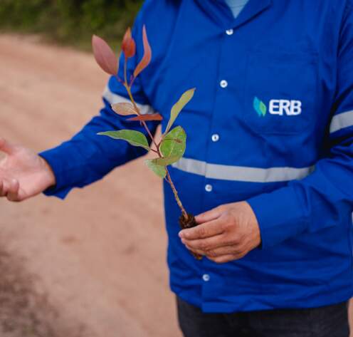 energia renovavel biomassa